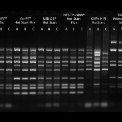 VeriFi® Hot Start Polymerase