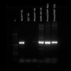 VeriFi® Hot Start Polymerase