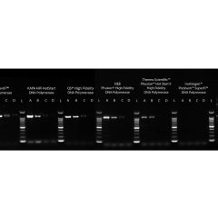 VeriFi® Polymerase