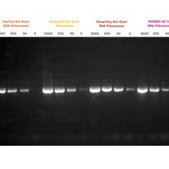 PCRBIO-HS-Tag-DNA-Polymerase-PB10.21-02