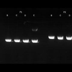 PCRBIO Ultra Polymerase