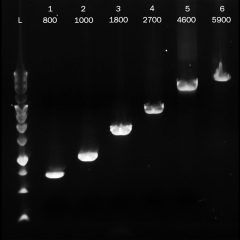 PCRBIO Ultra Polymerase