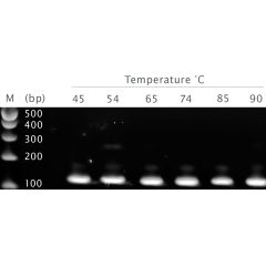 cDNA Synthesis