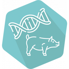 DNAnimal Ident Pig HS IPC (LR)