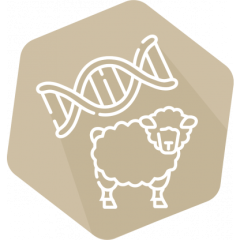 DNAnimal Ident Sheep IPC