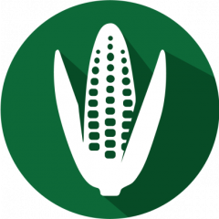 GMOIdent RT IPC (LR/HR) Event DP-004114-3 Corn