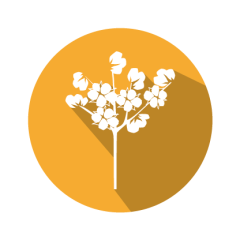 Cry1Ac/Cry2A kits for Cotton